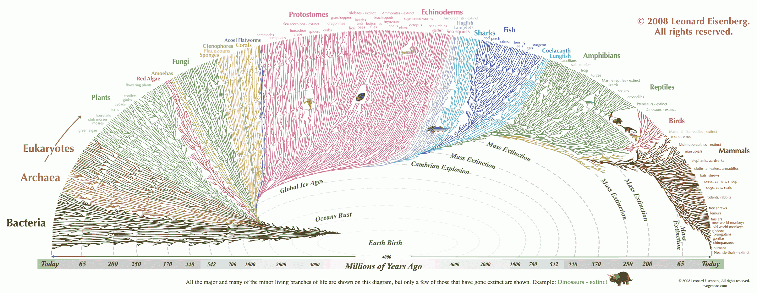 Evolution chart from bacteria to humans in 3.5 Billion years
